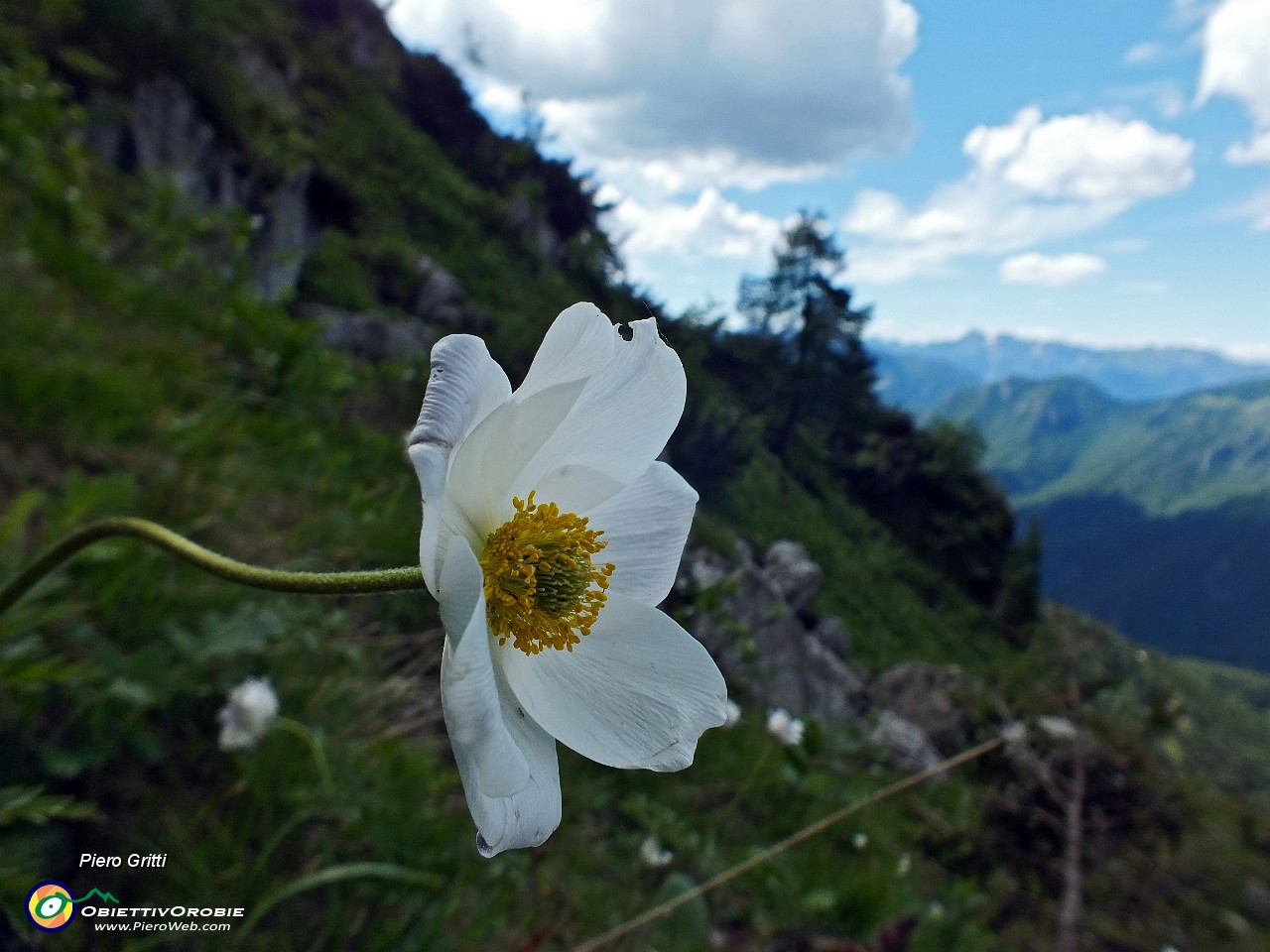 93 Pulsatilla alpina....JPG